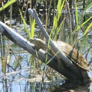 �lbum: reserva natural de Sebes (Flix)