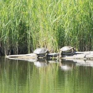 �lbum: reserva natural de Sebes (Flix)