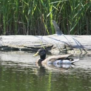 �lbum: reserva natural de Sebes (Flix)