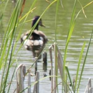 �lbum: reserva natural de Sebes (Flix)