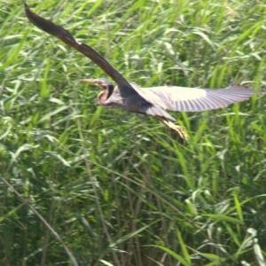 �lbum: reserva natural de Sebes (Flix)