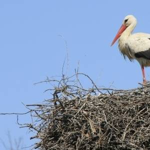 �lbum: reserva natural de Sebes (Flix)