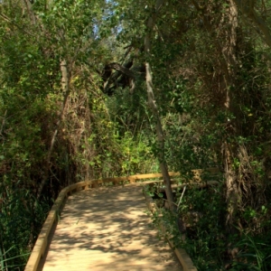 �lbum: reserva natural de Sebes (Flix)