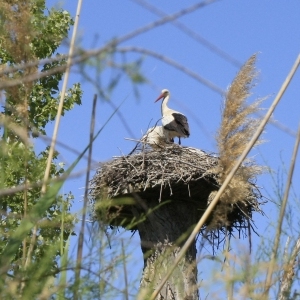 �lbum: reserva natural de Sebes (Flix)