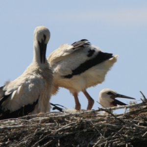 �lbum: reserva natural de Sebes (Flix)