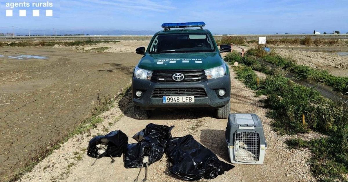 Moren 13 flamencs en xocar contra una lnia de mitja tensi al delta de l’Ebre