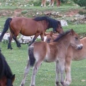 Prop de 1.000 participants a la 18a Travessia nocturna Fredes - Pa�ls GR7