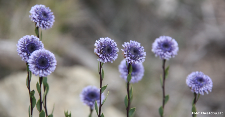Flora Catalana publica el primer número de la revista digital Milfulles | EbreActiu.cat, revista digital d’oci actiu | Terres de l’Ebre ... Flora Catalana publica el primer número de la revista digital Milfulles | EbreActiu.cat, revista digital d’oci actiu | Terres de l’Ebre ...