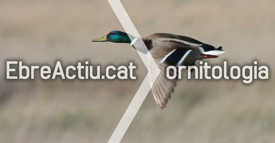 Curs: �Les aus de mar endins�