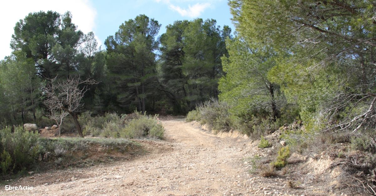 Lexecuci de treballs forestals i de prevenci dincendis coordinada pel COPATE ha suposat una inversi de 750.000 euros