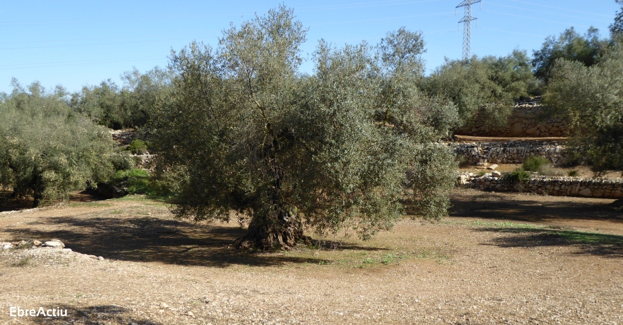 Unitat al sector agrari per modificar la proposici de Llei de Protecci dOliveres Monumentals