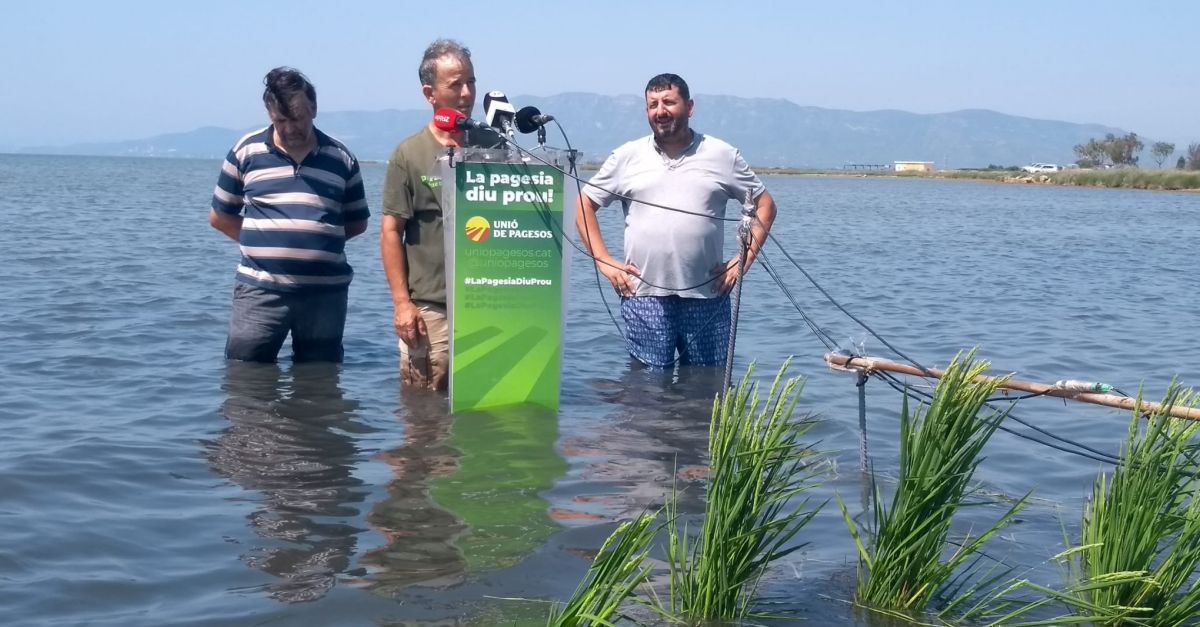 Uni de Pagesos alerta que el cultiu catal de larrs es posa en risc si els governs no actuen aviat al Delta de lEbre