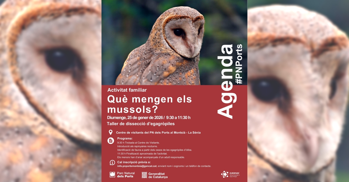 Activitat familiar: qu� mengen els mussols?