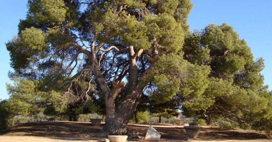 La Generalitat ha impulsat una seixantena dactuacions de millora darbres monumentals