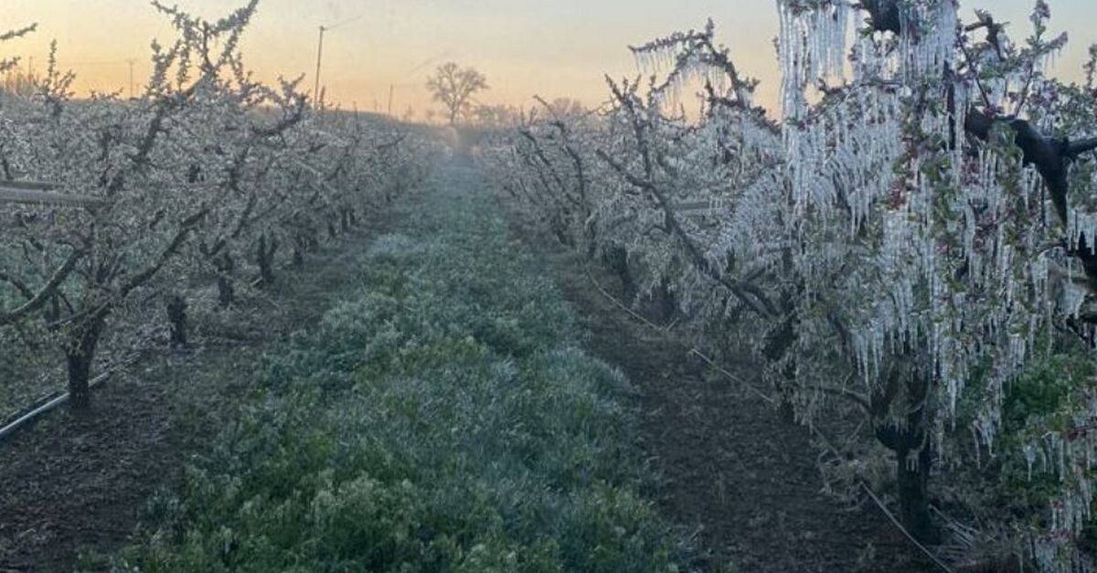 Les gelades malmeten tota la fruita de pinyol del nord de la Ribera d’Ebre