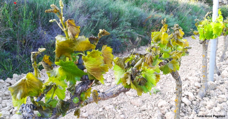 La gelada del 2 de maig a la Terra Alta va afectar fins al 90% de vinya a determinades parcelles