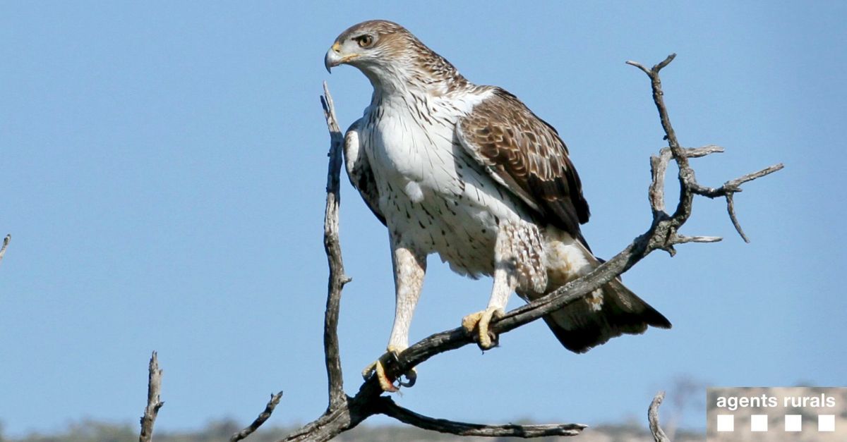 Els Agents Rurals intensifiquen les tasques de vigilncia per preservar els rapinyaires protegits a les Terres de l’Ebre | EbreActiu.cat, revista digital d’oci actiu | Terres de l’Ebre ...