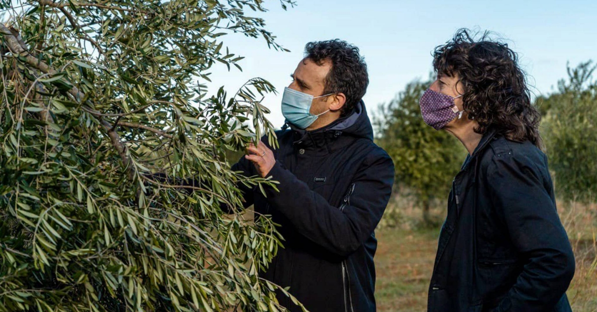 Agricultura comena a avaluar els danys a les oliveres provocats pel temporal Filomena | EbreActiu.cat, revista digital d’oci actiu | Terres de l’Ebre ...
