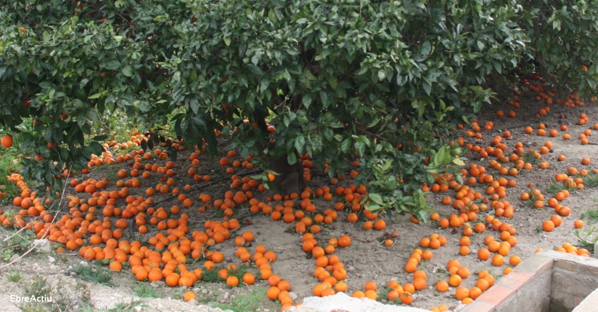 Agricultura intensificarà les inspeccions sobre el compliment dels contractes dels cítrics | EbreActiu.cat, revista digital d’oci actiu | Terres de l’Ebre ... Agricultura intensificarà les inspeccions sobre el compliment dels contractes dels cítrics | EbreActiu.cat, revista digital d’oci actiu | Terres de l’Ebre ...