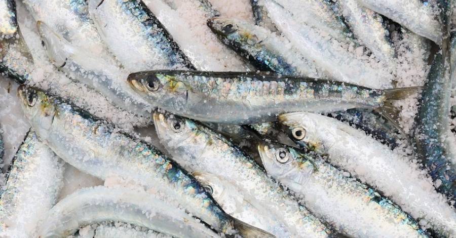 Agricultura aprova 5,3 M en ajuts adreats a fomentar una pesca i una aqicultura sostenibles