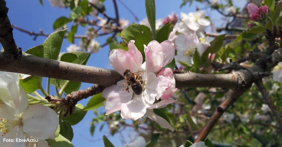 Agricultura promou l’acci beneficiosa de les abelles en el medi ambient mitjanant la pollinitzaci