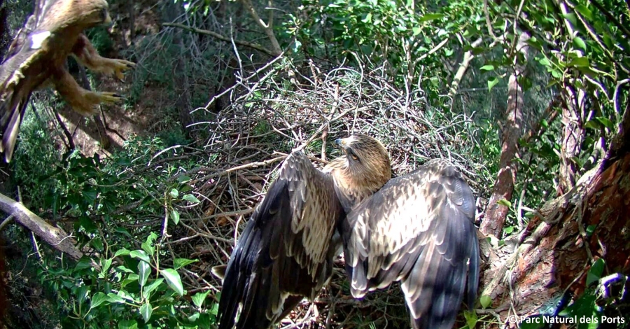 El Parc Natural dels Ports fa el seguiment d�un niu d��guila cal�ada a trav�s d�una c�mera web