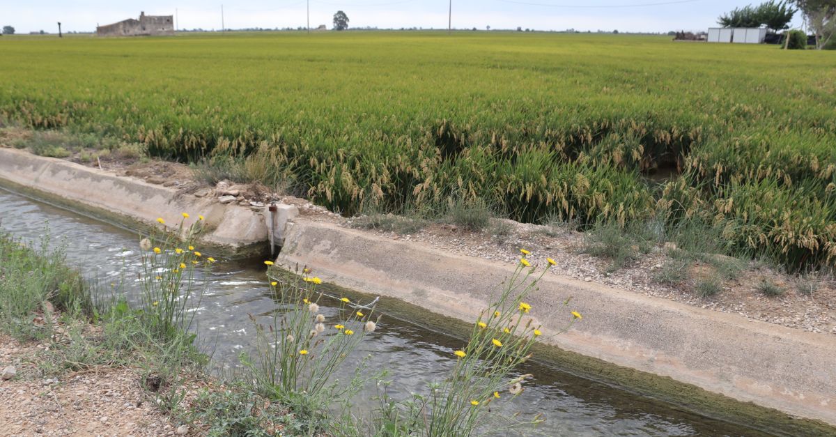 Regants del delta de lEbre avisen que 15.000 hectrees poden quedar improductives si continuen les restriccions