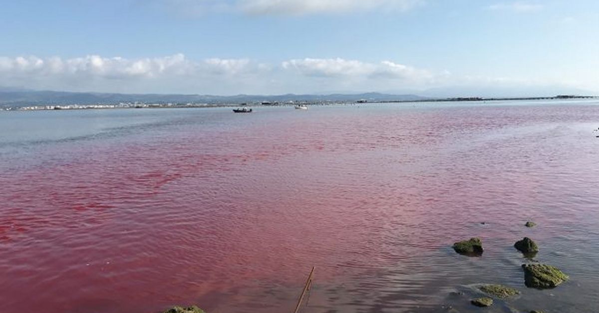 Tenyir les aiges de reg per estudiar limpacte de laigua dola en el cultiu de bivalves al Delta