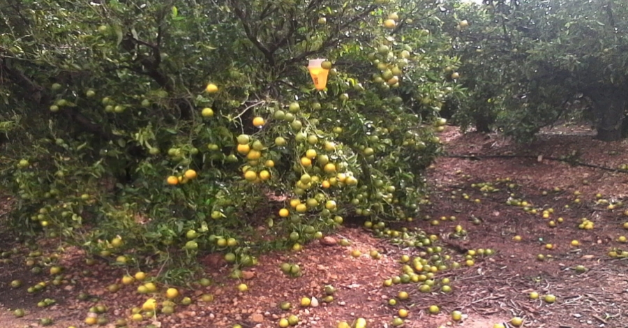 Uni de Pagesos demana ajuts per restablir les prdues de la collita de ctrics pels aiguats de l’octubre | EbreActiu.cat, revista digital d’oci actiu | Terres de l’Ebre ...
