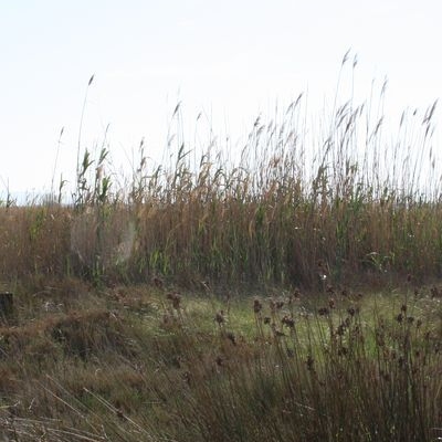 lbum: Bassa de les Olles