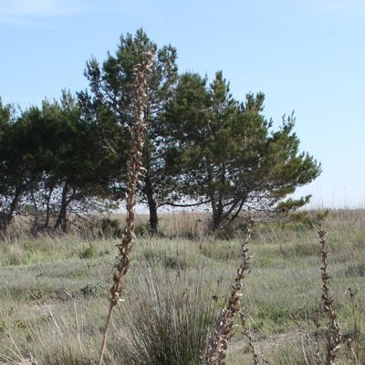 lbum: Bassa de les Olles