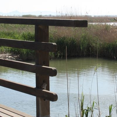 �lbum: Bassa de les Olles (l&rsquo;Ampolla, delta del Ebro)