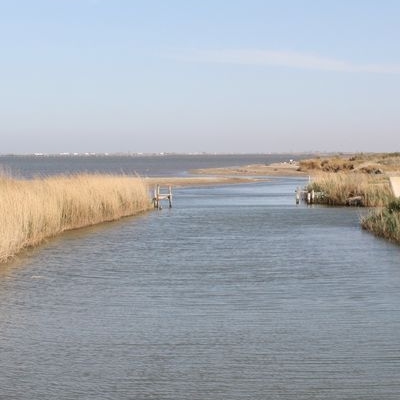 �lbum: Bassa de les Olles (l&rsquo;Ampolla, delta del Ebro)