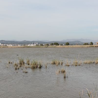 �lbum: Bassa de les Olles (l&rsquo;Ampolla, delta del Ebro)