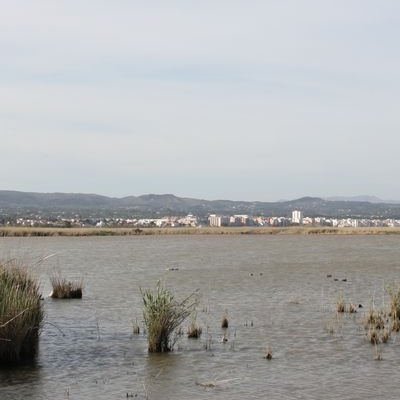 �lbum: Bassa de les Olles (l&rsquo;Ampolla, delta del Ebro)