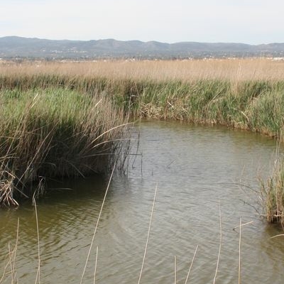 �lbum: Bassa de les Olles (l&rsquo;Ampolla, delta del Ebro)