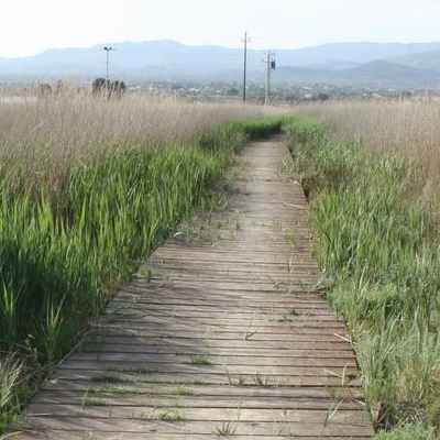 �lbum: Bassa de les Olles (l&rsquo;Ampolla, delta del Ebro)