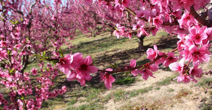 lbum: La Ribera en flor