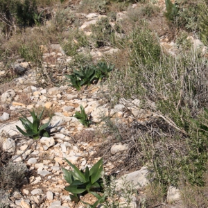 �lbum: ruta per Ermita de Solicr� - Torre de Campred� - Casa del Prat