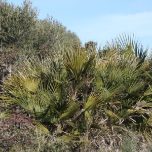 �lbum: ruta per Ermita de Solicr� - Torre de Campred� - Casa del Prat