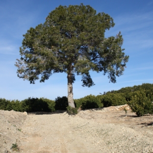�lbum: ruta per Ermita de Solicr� - Torre de Campred� - Casa del Prat