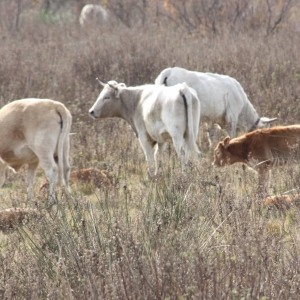 �lbum: ruta per Ermita de Solicr� - Torre de Campred� - Casa del Prat