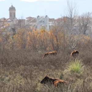 �lbum: ruta per Ermita de Solicr� - Torre de Campred� - Casa del Prat
