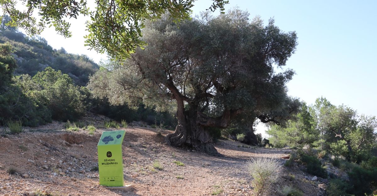 Alcanar, Les Cases i Alcanar Platja, jard vora mar | EbreActiu.cat, revista digital d’oci actiu | Terres de l’Ebre ...