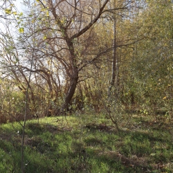 Platja fluvial i el Bosc de Ribera d&rsquo;Aldover