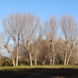Platja fluvial i el Bosc de Ribera d&rsquo;Aldover