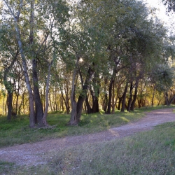 Platja fluvial i el Bosc de Ribera d&rsquo;Aldover