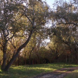 Platja fluvial i el Bosc de Ribera d&rsquo;Aldover
