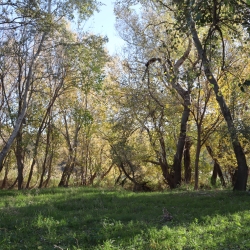 Platja fluvial i el Bosc de Ribera d&rsquo;Aldover