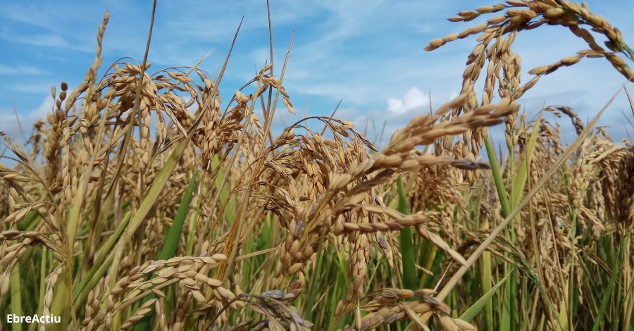 L’augment de les importacions d’arròs de Mercosur i el nou acord lliure d’aranzels posa en alerta als arrossaires catalans | EbreActiu.cat, revista digital d’oci actiu | Terres de l’Ebre ... L’augment de les importacions d’arròs de Mercosur i el nou acord lliure d’aranzels posa en alerta als arrossaires catalans | EbreActiu.cat, revista digital d’oci actiu | Terres de l’Ebre ...